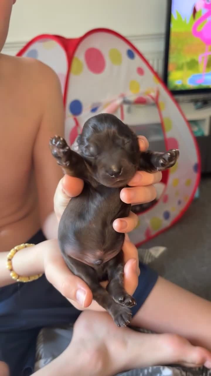 Cocker Spaniel dogs for sale: Cocker spaniel pups in Harlow - Video 5