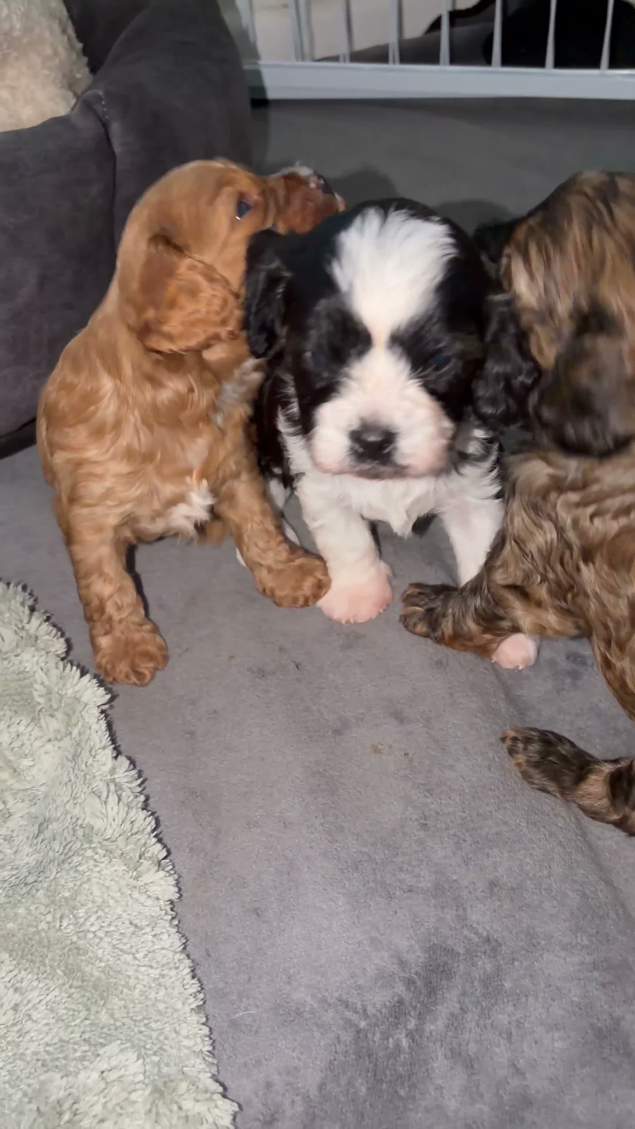 Cavapoo dogs for sale: Only One Female Cavapoo Puppy Left – Apricot Girl - Video 4