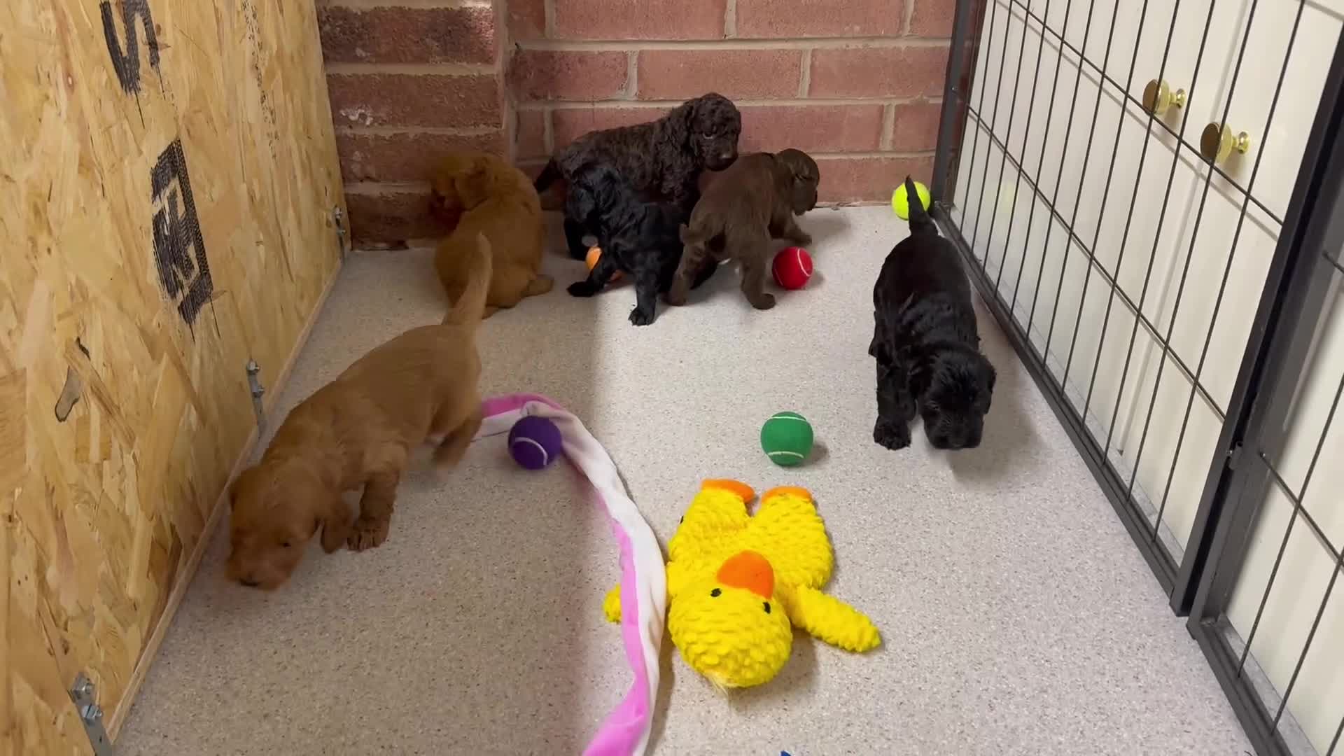 Cockapoo dogs for sale: Stunning Cockapoo Puppies - Only 2 Puppies Left  - Video 2