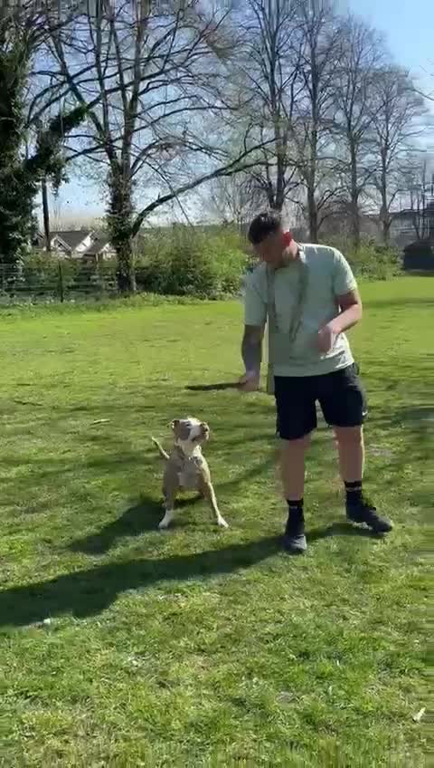 Staffordshire Bull Terrier dogs for sale: With a heavy heart having to rehome beautiful Nova - Video 2