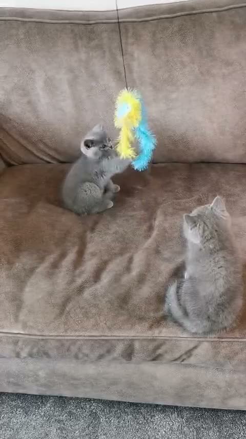 British Shorthair cats for sale: British shorthand kittens  - Video 2