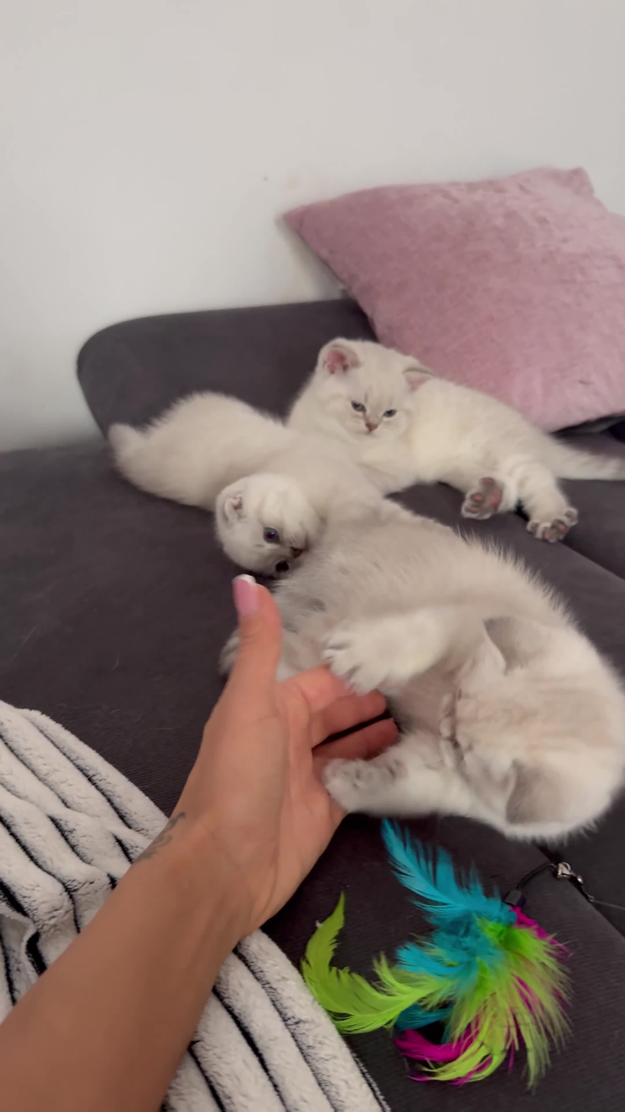 Scottish Fold cats for sale: 😻Stunning Pure breed Scottish fold kittens 😻 - Video 2