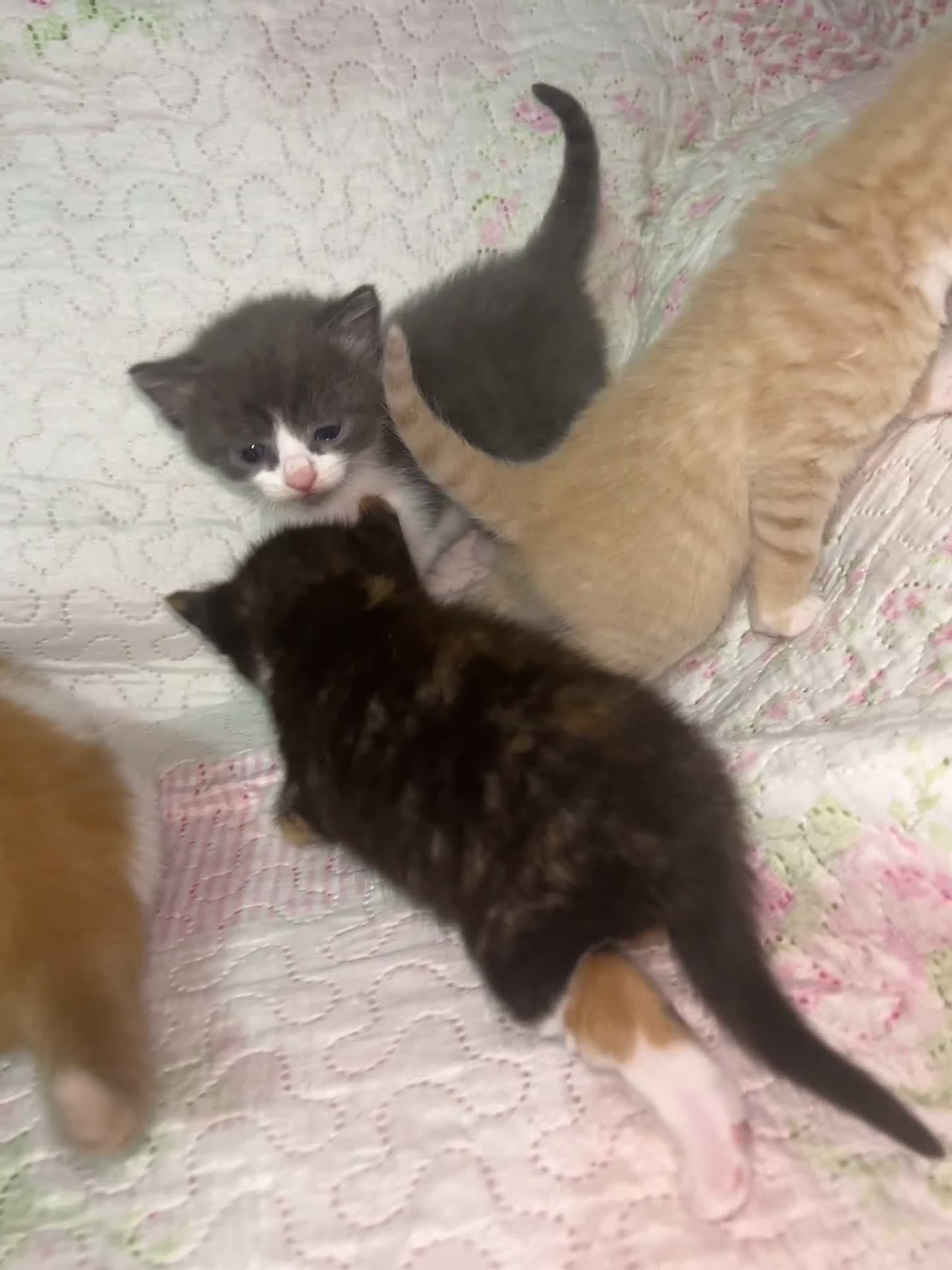 British Shorthair cats for sale: Four Adorable Kittens 🤍 - Video 5
