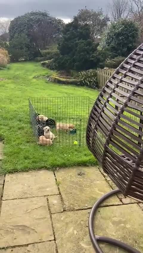 Labrador Retriever dogs for sale: Black and golden Labrador pups for sale  in Darlington - Video 1