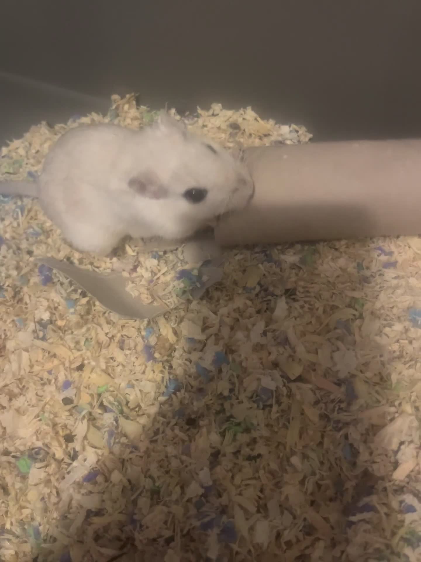 Gerbil rodents for sale: Marshmallow and cali  - Video 1