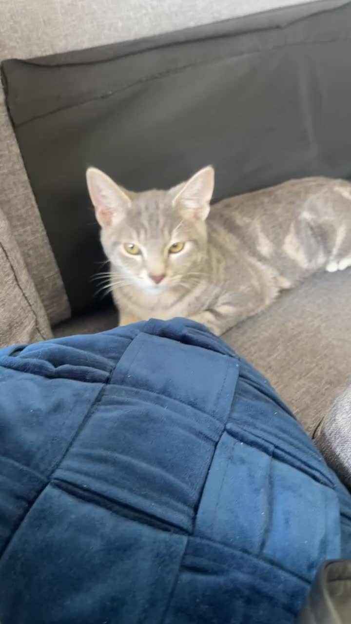 Russian Blue cats for sale: Gentle Russian Blue Mix – The Sweetest Boy Ever - Video 1