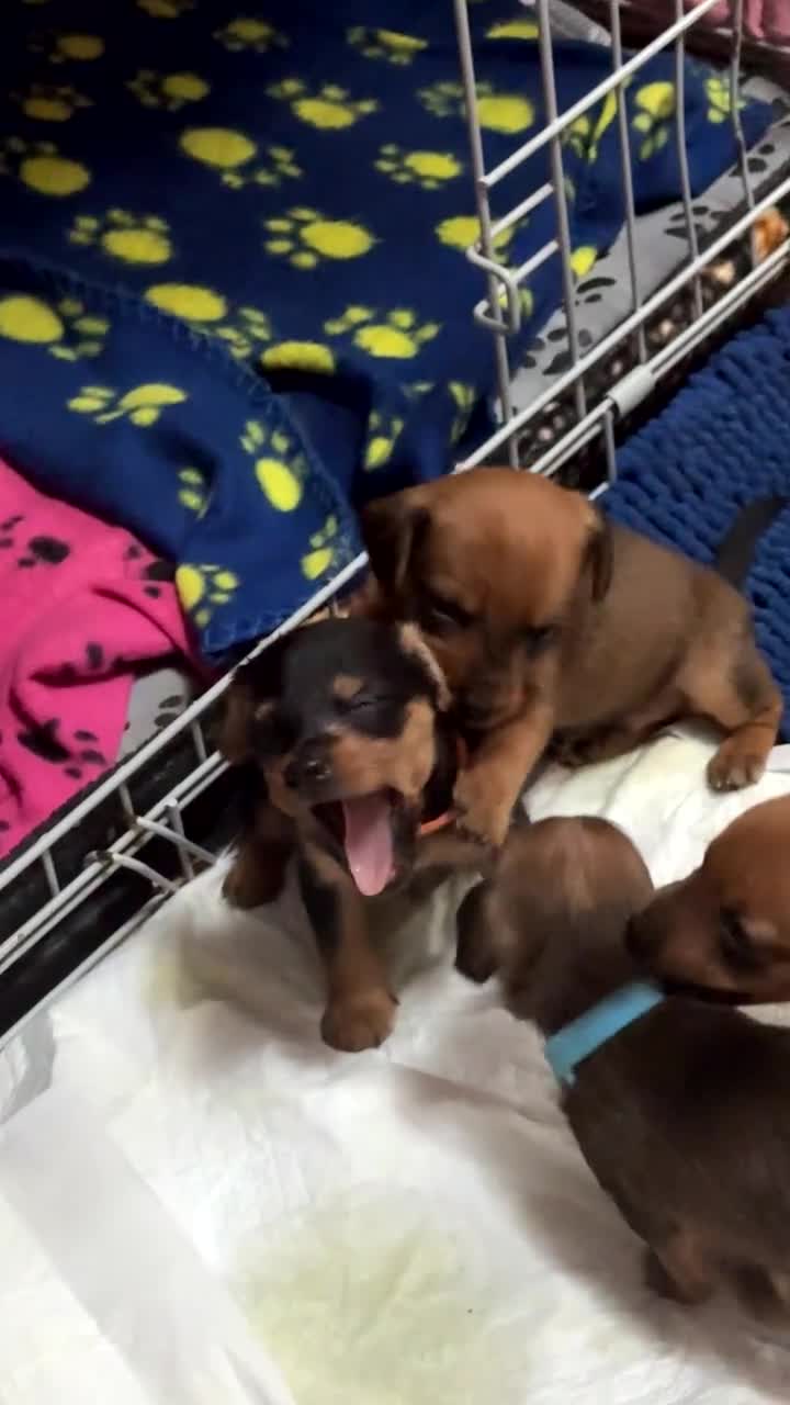 Mixed Breed dogs for sale: Dorkie (dachshund x Yorkie) pups beautiful pups🐾 in Borehamwood - Video 2