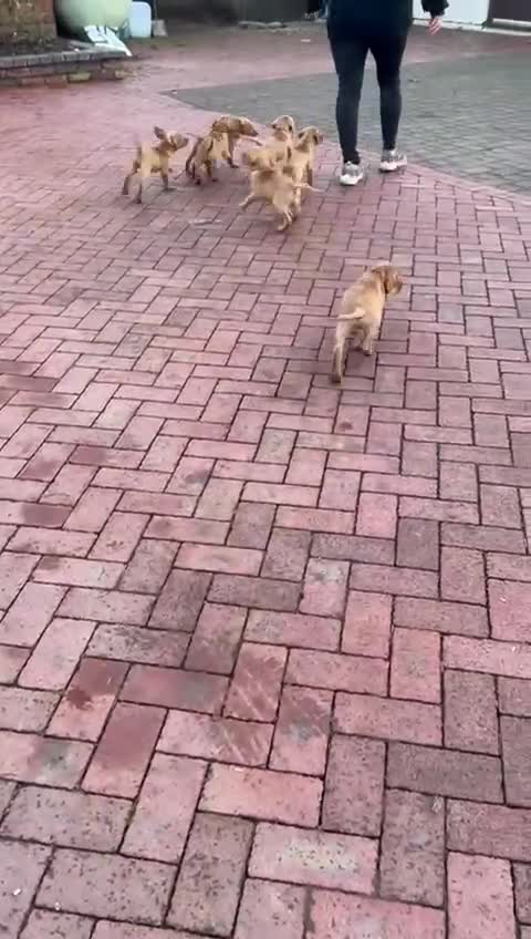 Mixed Breed dogs for sale: Stunning quality Vizslador puppies  - Video 2