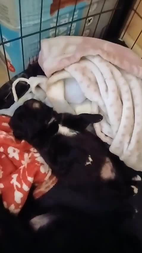 Pomsky dogs for sale: Pomsky Puppies For Sale - Video 1