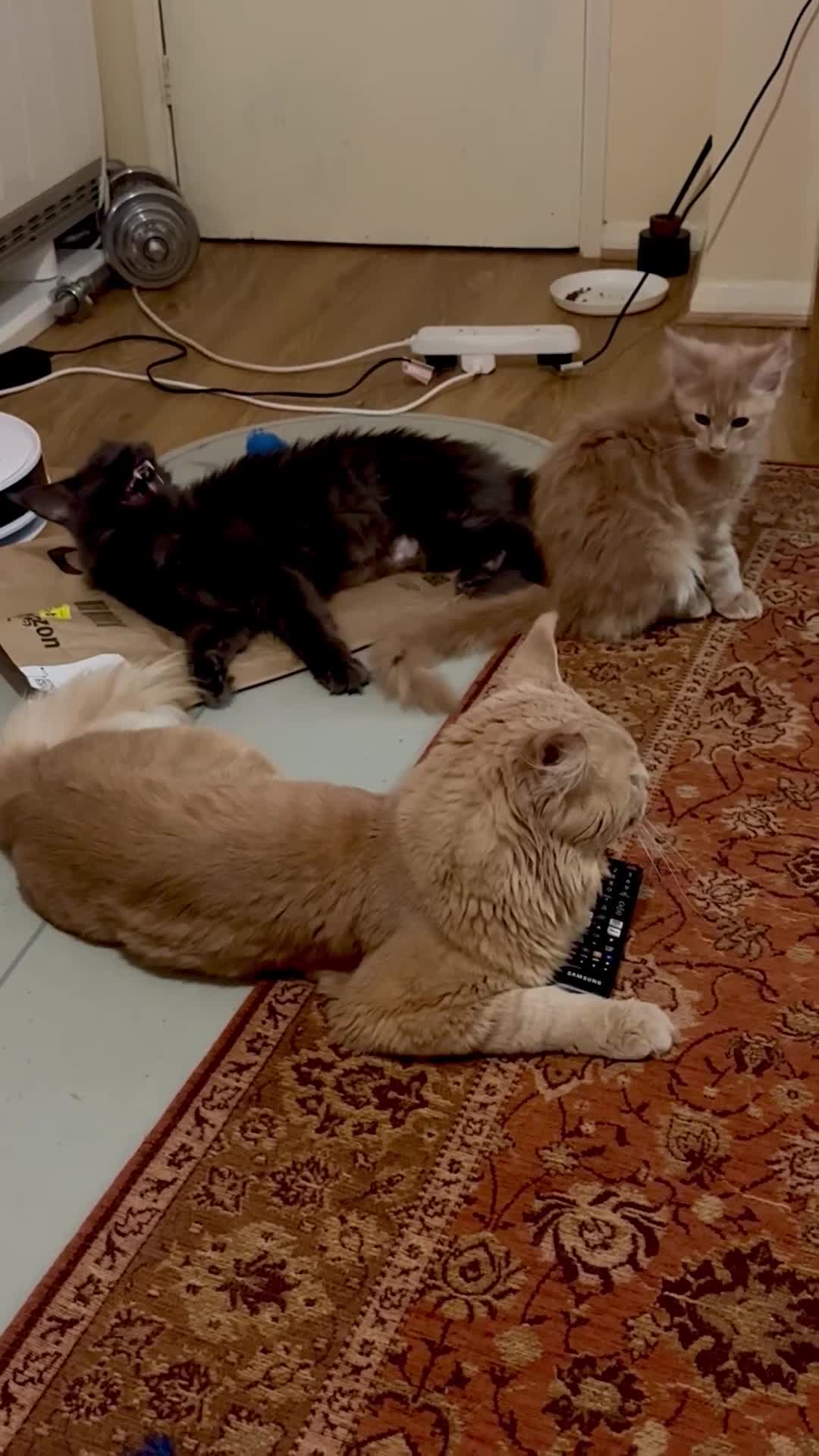 Maine Coon cats for sale: Last Ginger Boy Pure Mainecoon! - Video 2