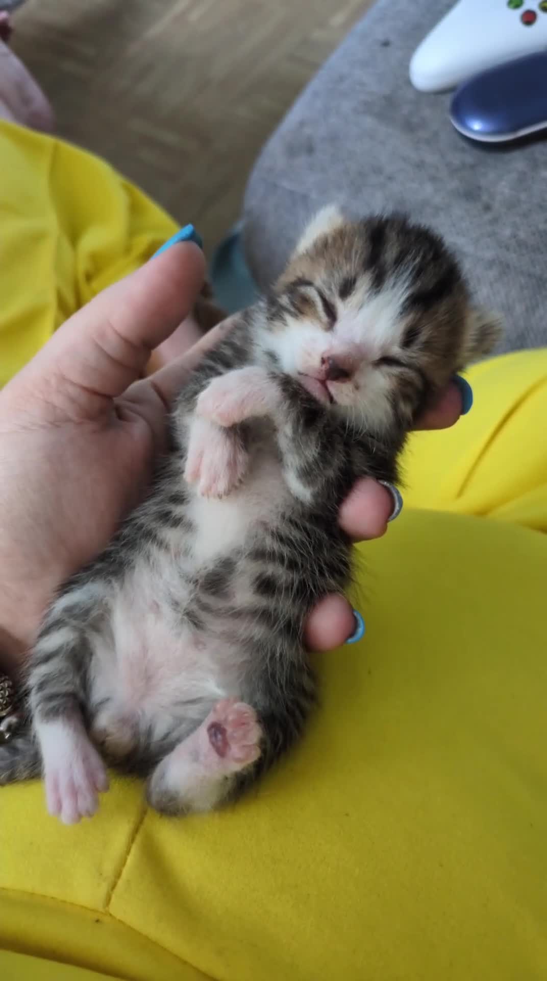 Mixed Breed cats for sale: Four stunning kittens - Video 2