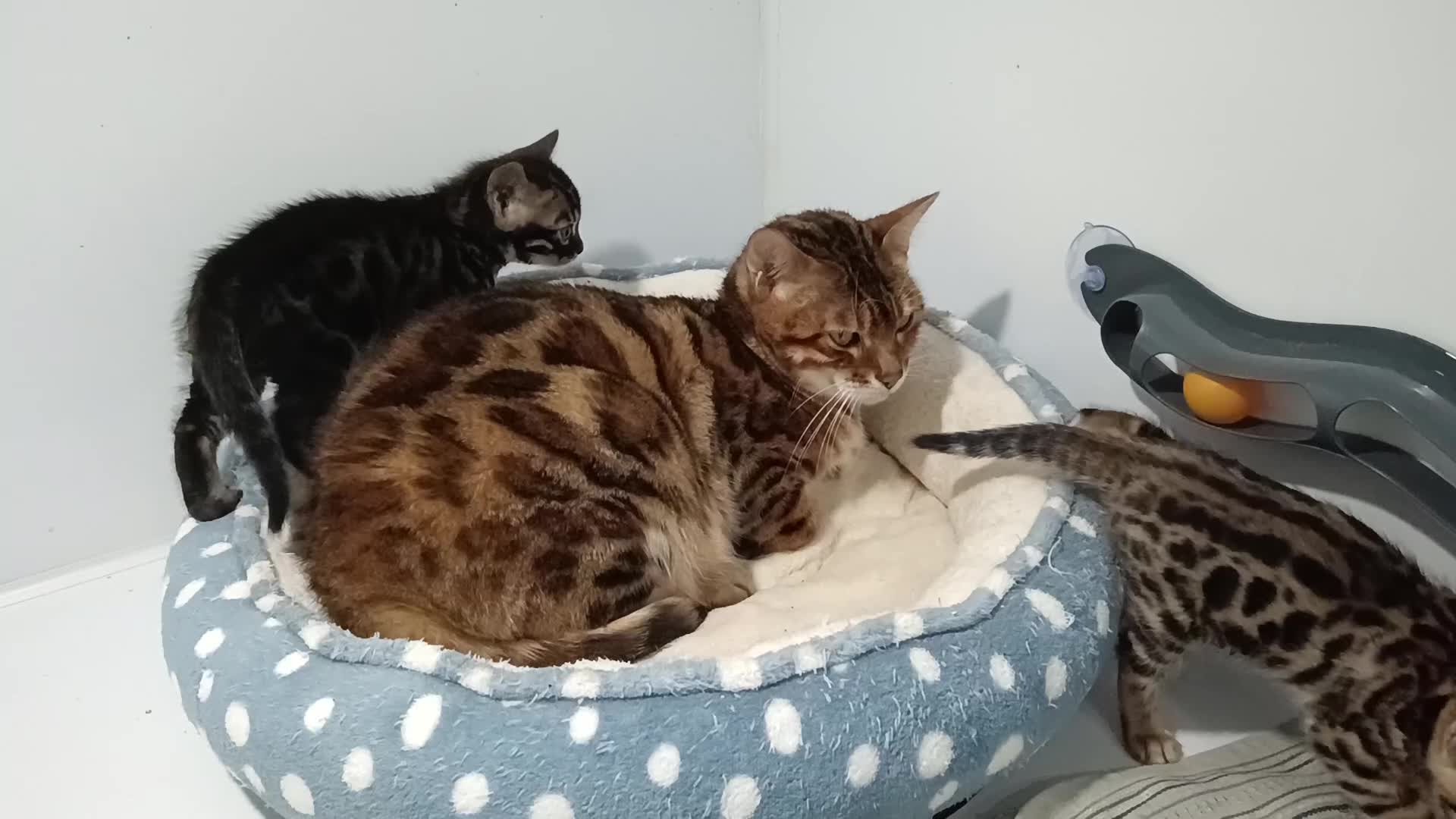 Bengal cats for sale: Pure Bengal kittens - Video 3