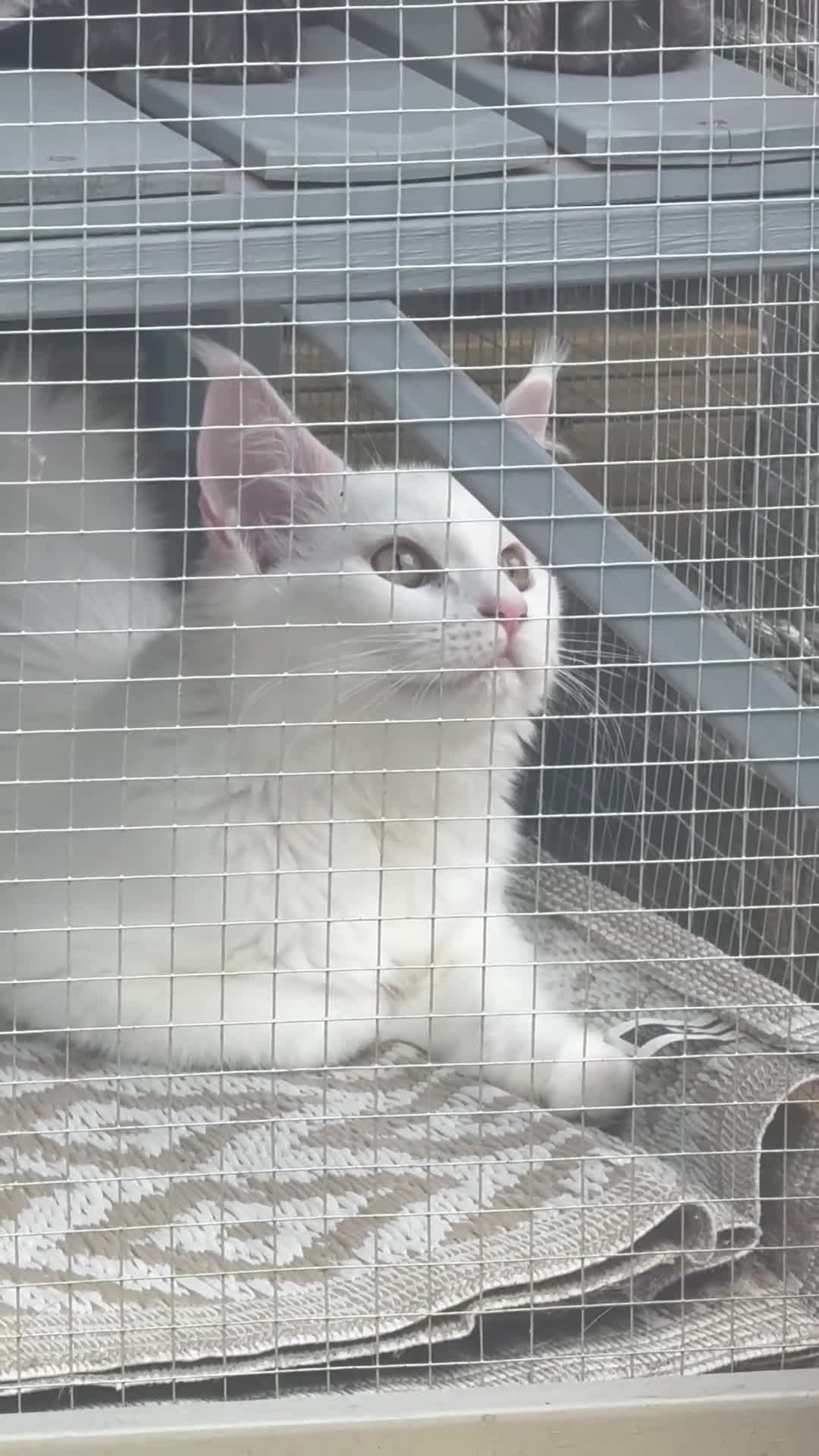 Maine Coon cats for sale: White female Mainecoon active available  - Video 1
