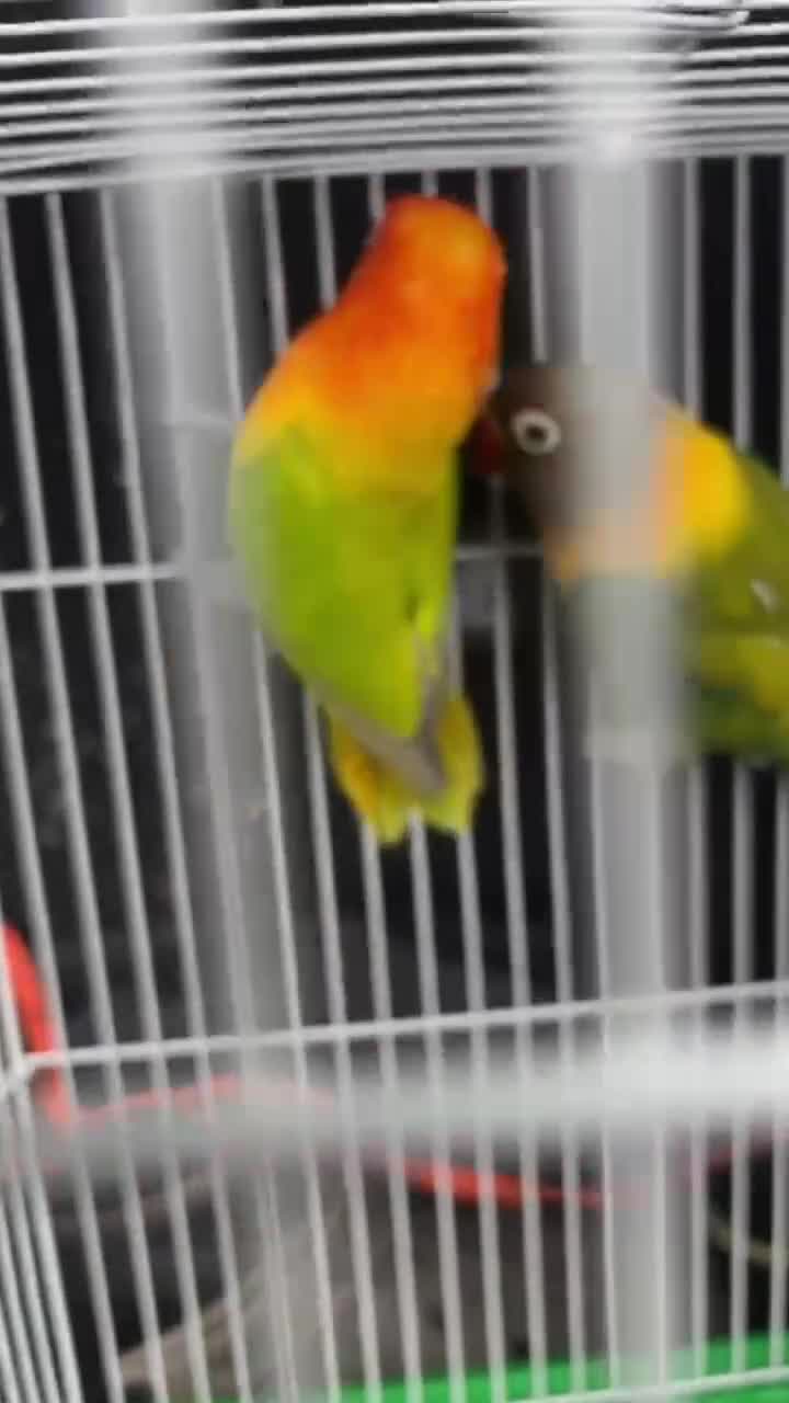Lovebirds birds for sale: Breeding pair lovebirds  in Castleford - Video 1
