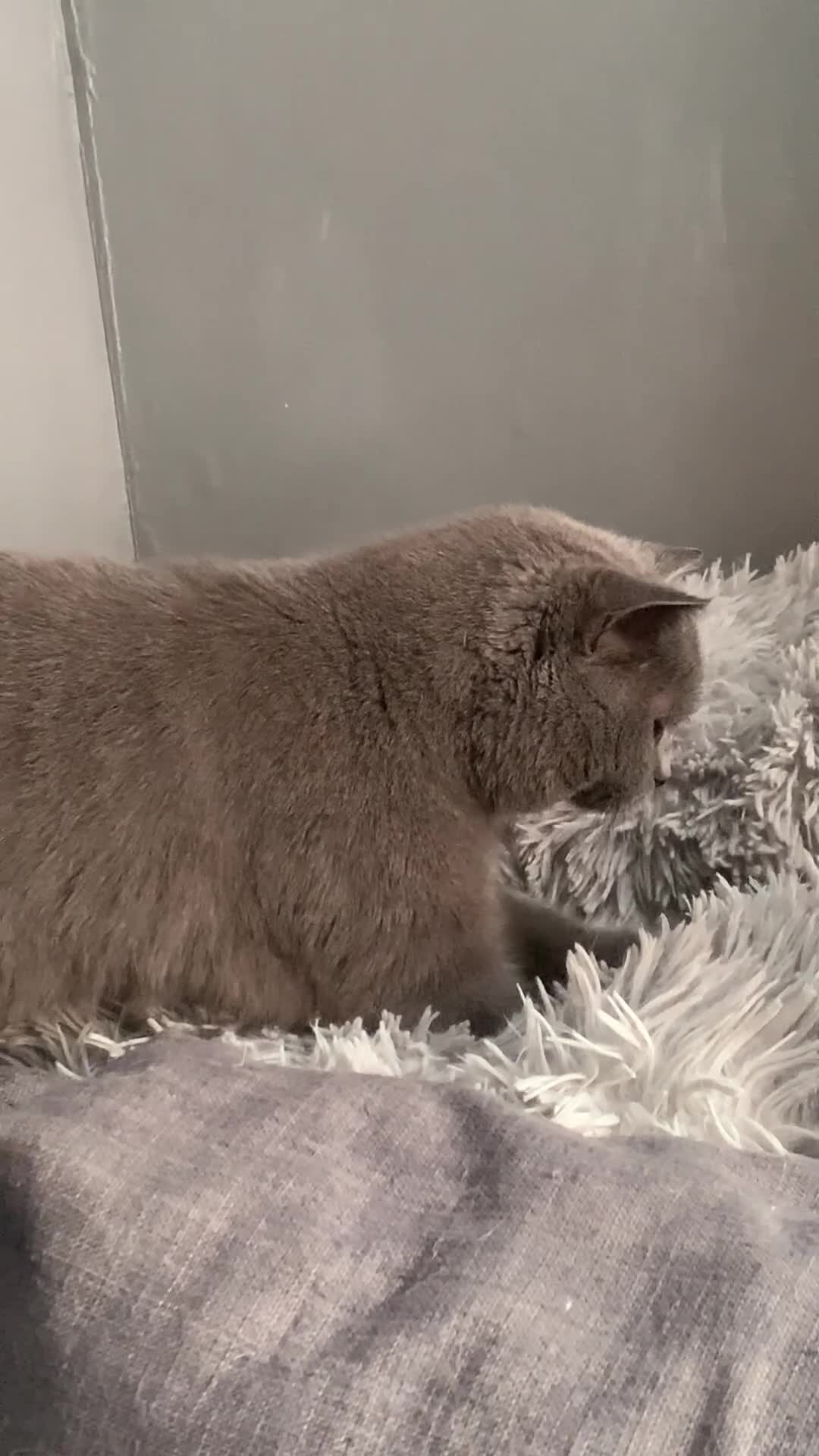 British Shorthair cats for sale: Lovely Blue Gccf Registered Neutered Girl  - Video 1