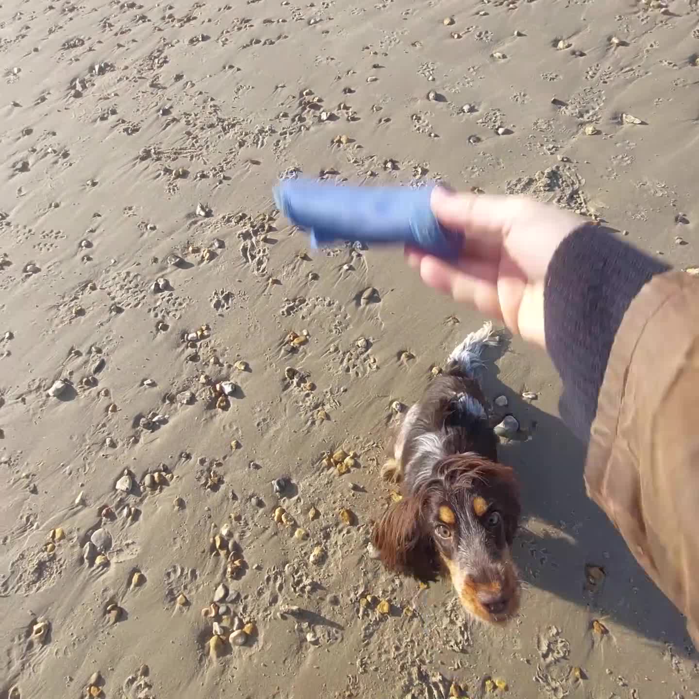 Cocker Spaniel dogs for sale: Beautiful kc registered show cocker spaniel - Video 1