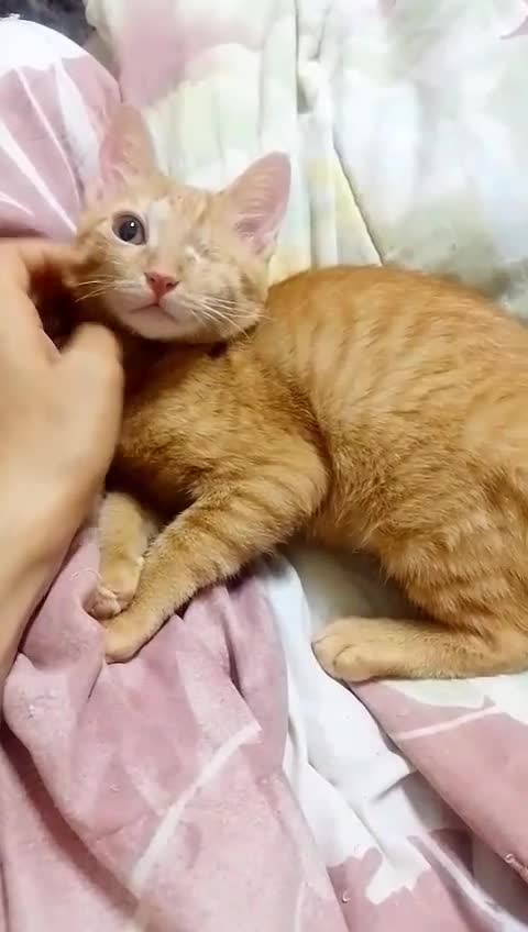 Mixed Breed cats for adoption: HARK-MIX PERSIAN CUDDLY BOY NEUTERED VACCINATED - Video 2