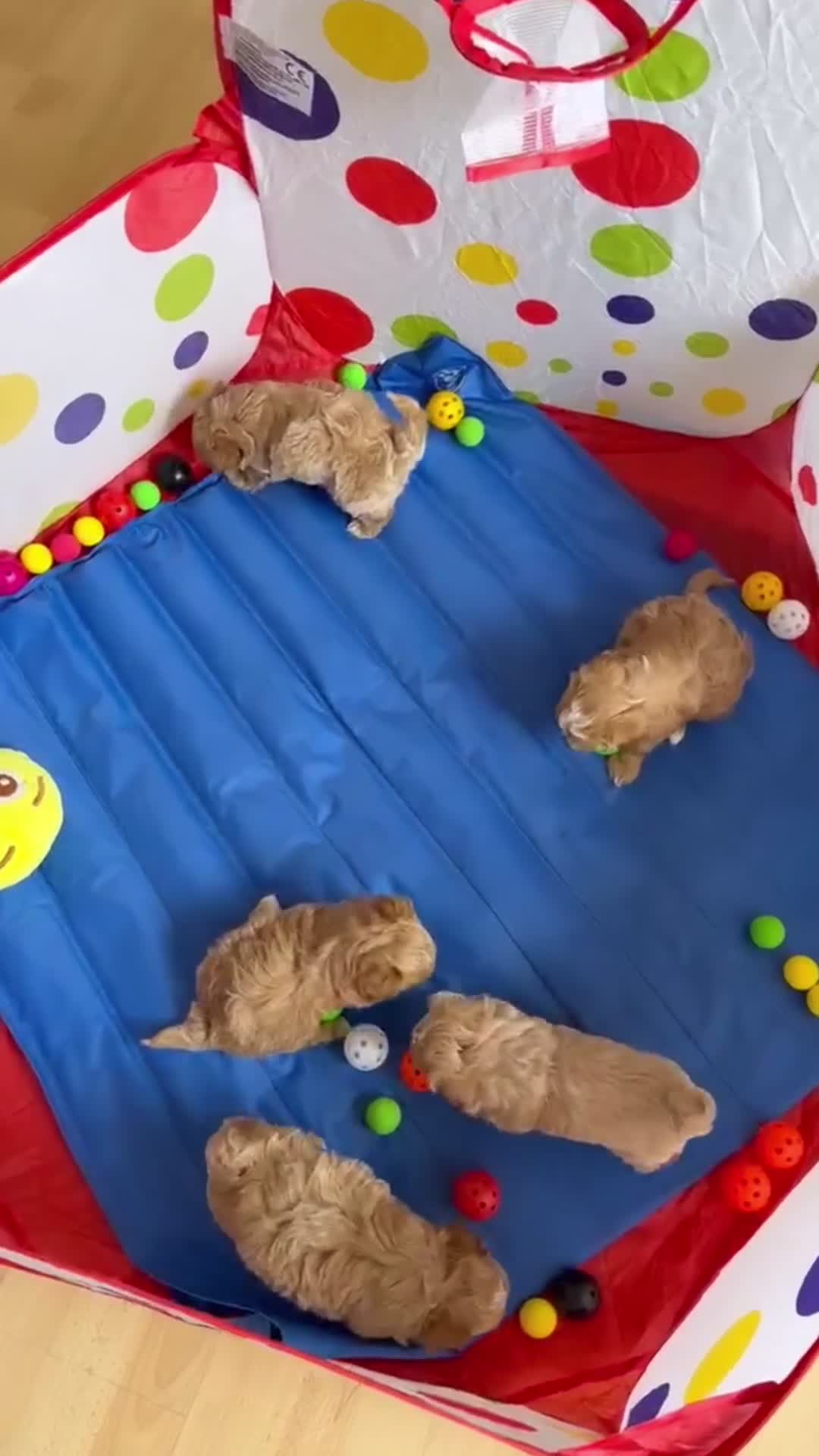 Maltipoo dogs for sale: Beautiful maltipoo puppies ready for loving homes! in London - Video 2
