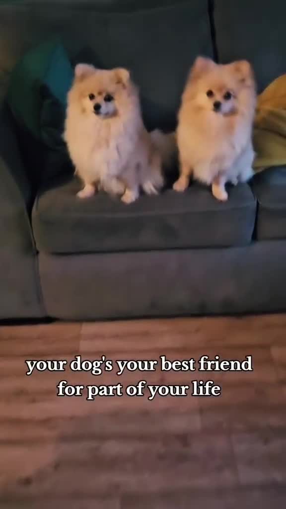 Pomeranian dogs for sale: 3 year old Pomeranian suit retired person  - Video 1