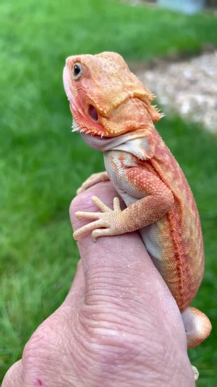 Bearded Dragon reptiles for sale: Hypotrans Leatherback Orange Bearded Dragon Male in Castle Cary - Video 1