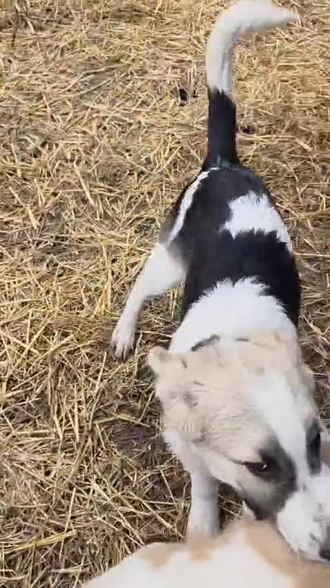 Mixed Breed dogs for adoption: 🐾 TEDDY - Big, Gentle & Full of Quiet Love 🤍🐶 - Video 1