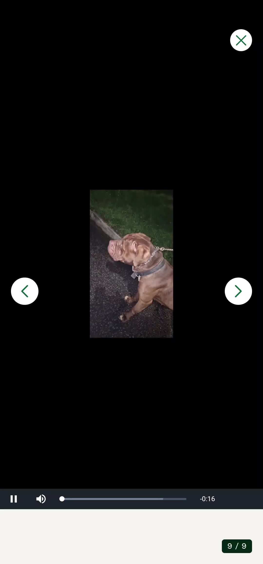 Mixed Breed dogs for sale: ROCCO - Video 1