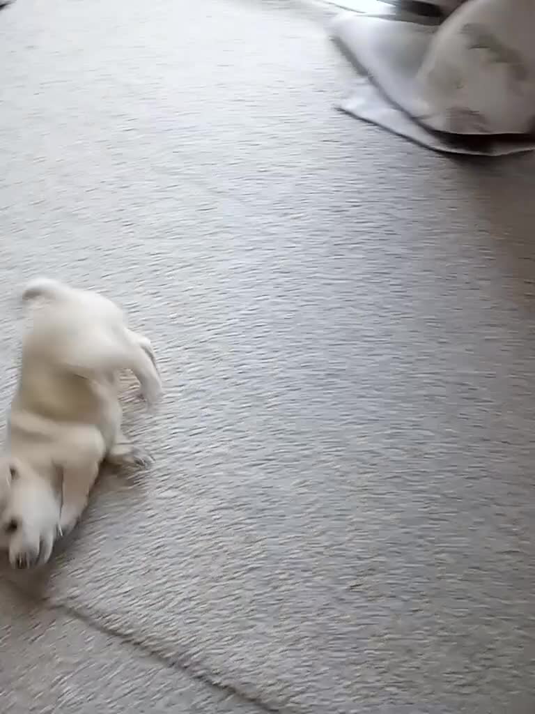 Jack Chi dogs for sale: jack Chi Girls in Colchester - Video 1