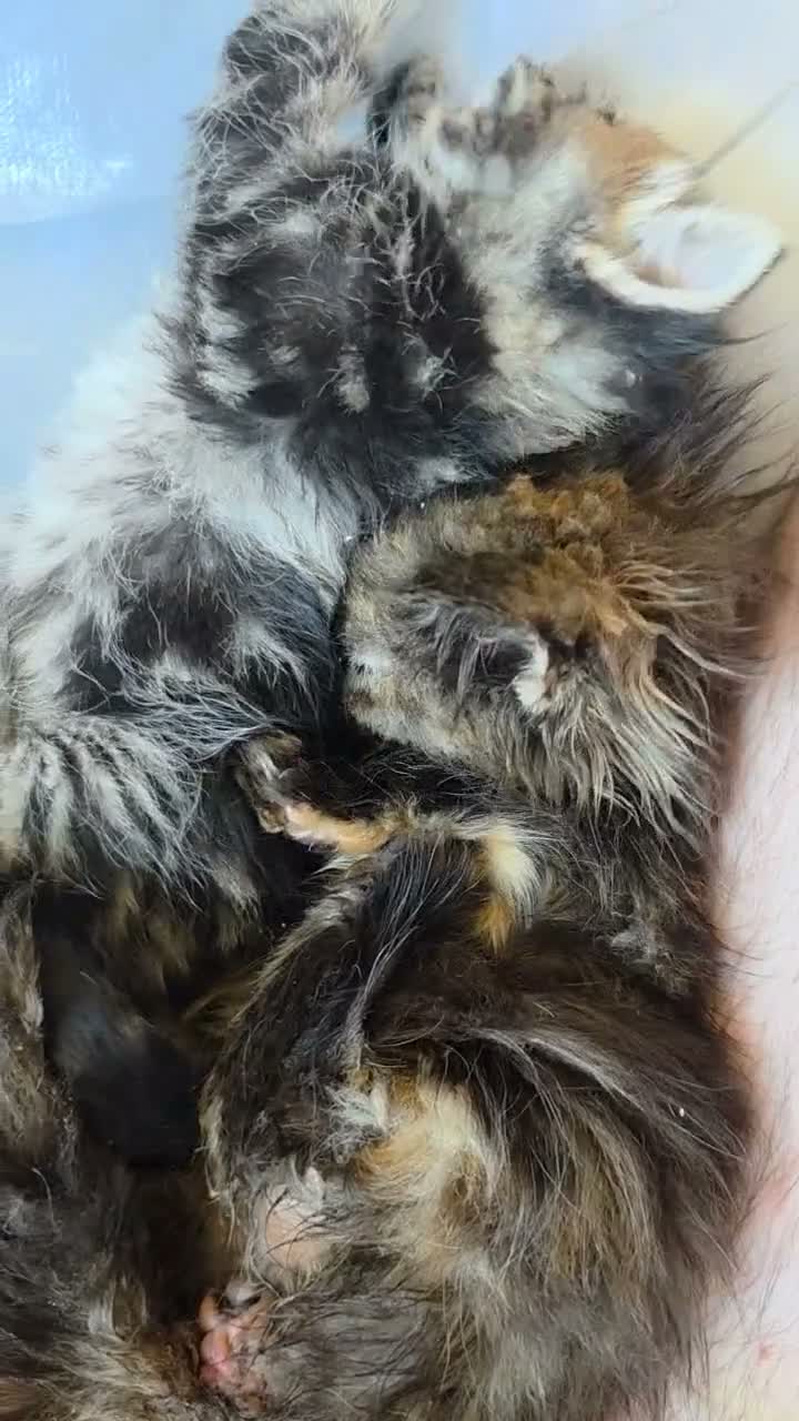 Mixed Breed cats for sale: Tabby kittens  - Video 4