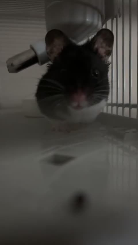 Hamster rodents for sale: Male Syrian Hamster - Video 1