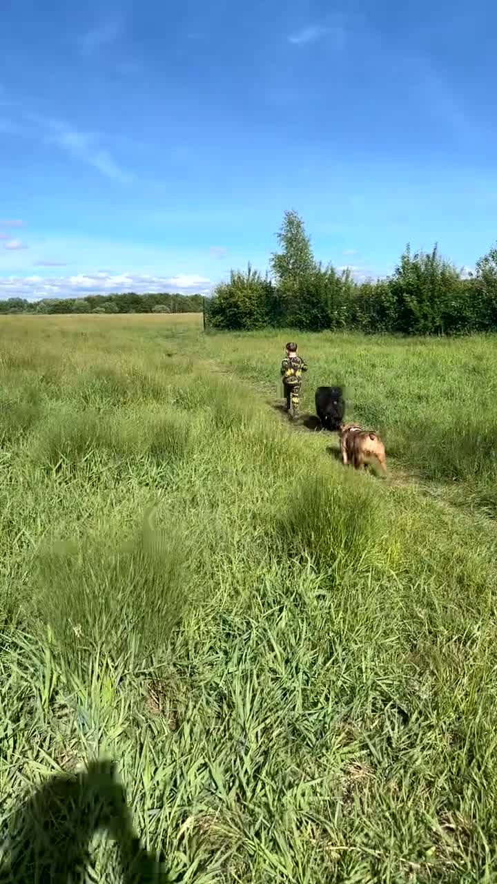 Dachshund dogs for sale: Miniature daschund and Isabella Frenchie  - Video 2
