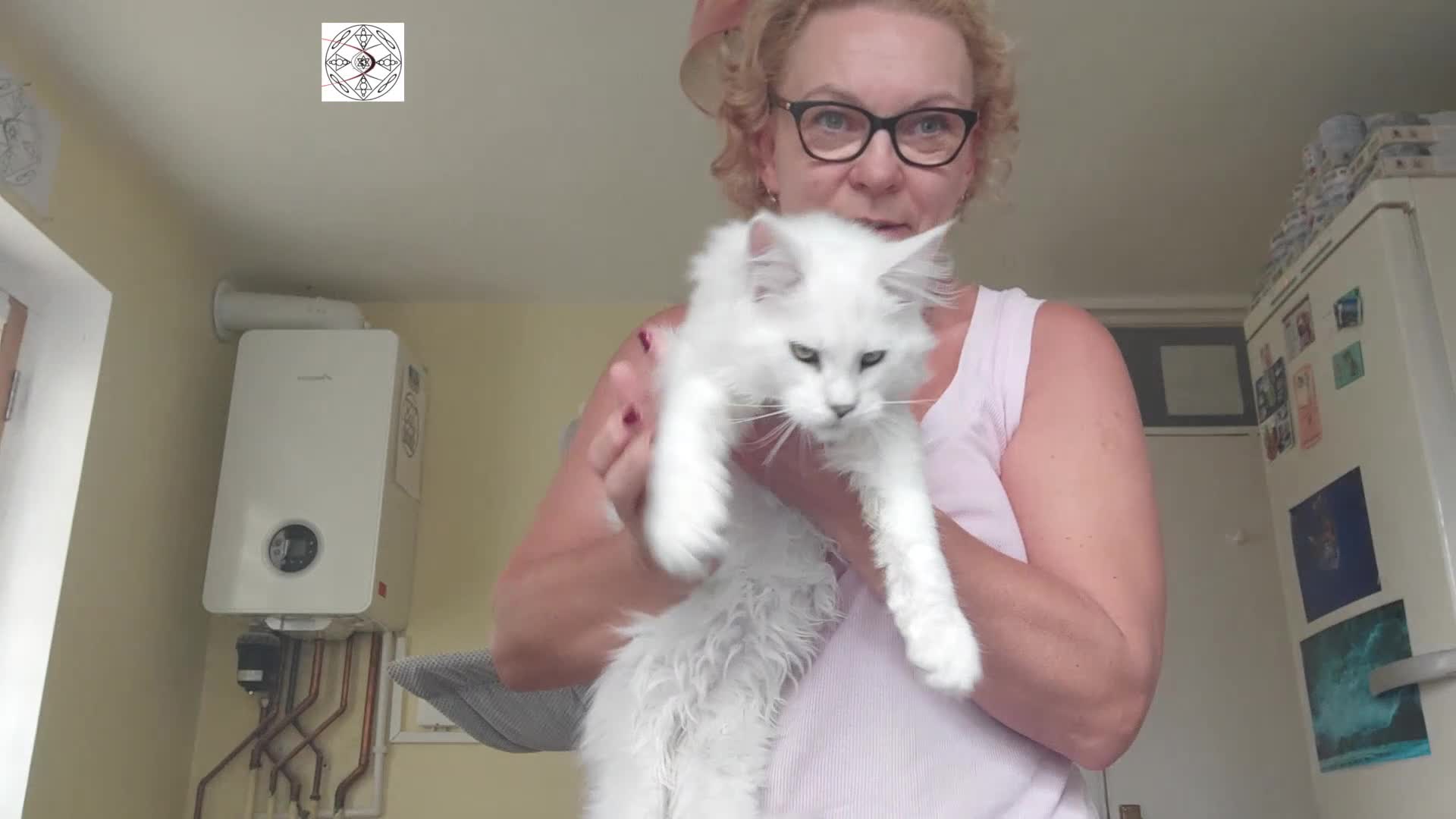 Maine Coon cats for sale: XXL rare colour chinchilla boy ❤️ - Video 1