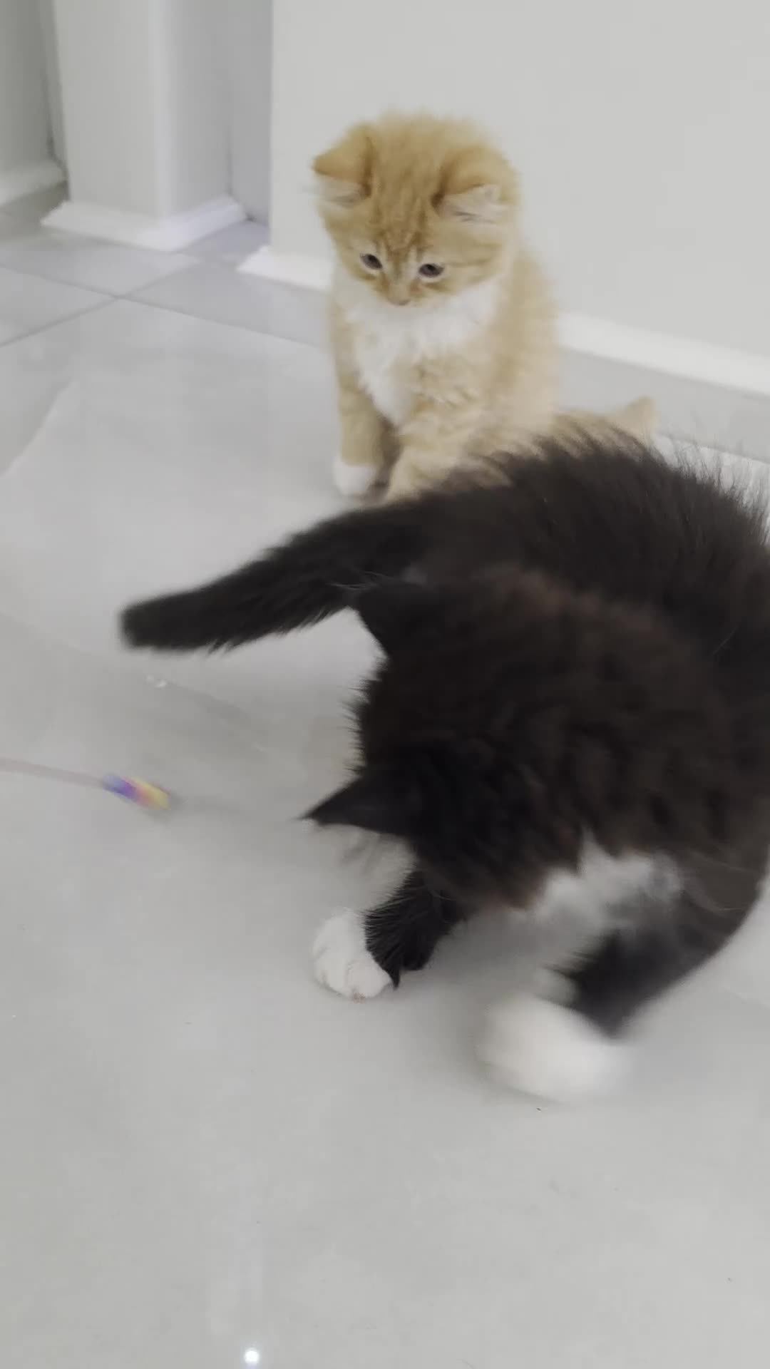 Persian cats for sale: Adorable Persian Cross Kittens Looking for home - Video 1