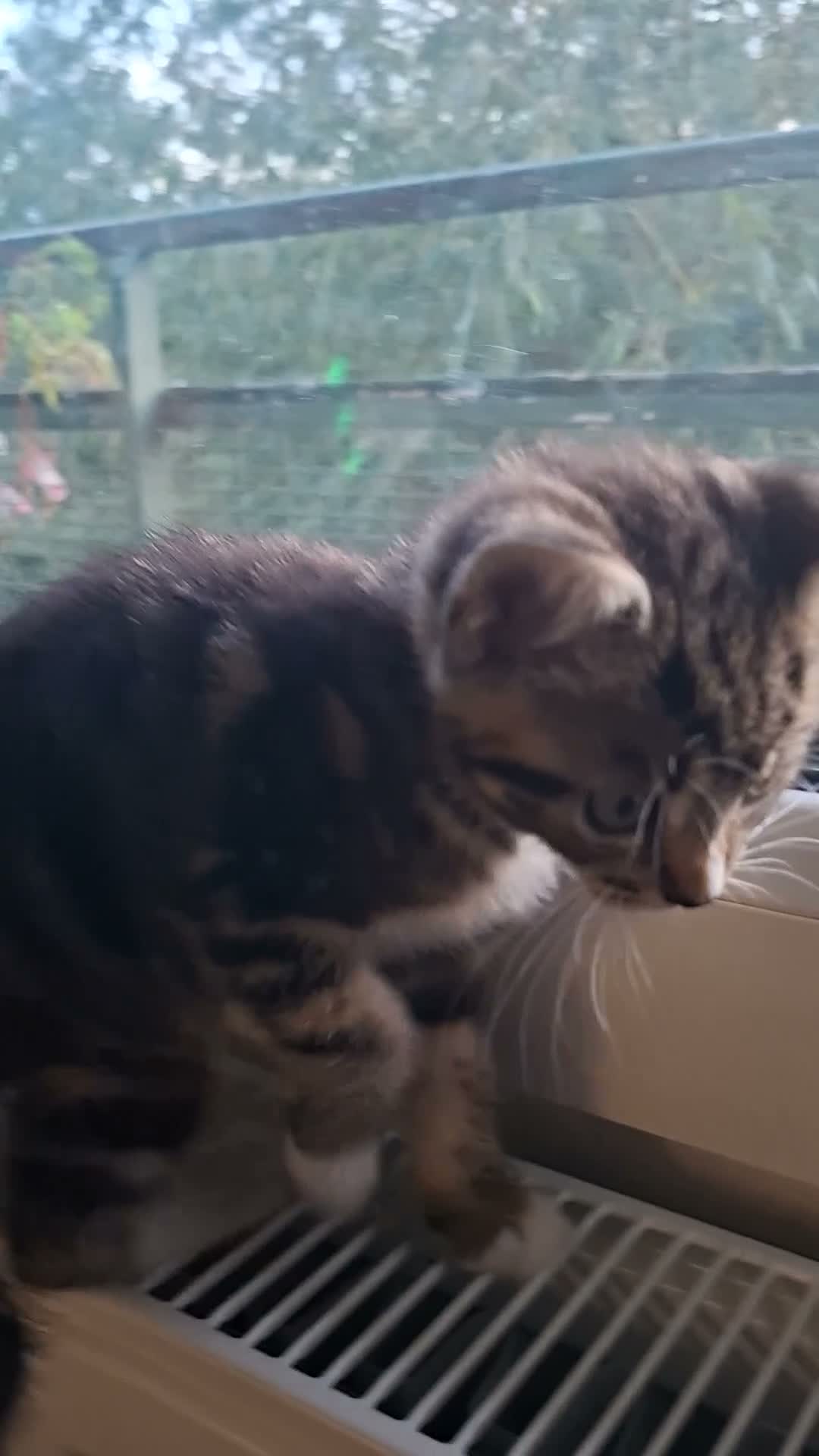 Mixed Breed cats for sale: Adorable Tabbies and Tuxedos for sale ❤️ - Video 2