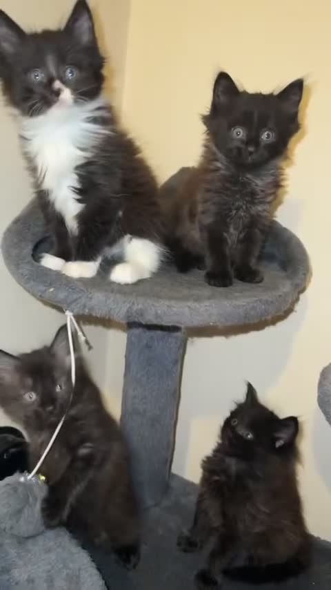 Ragdoll cats for sale: 4 male kittens for rehoming  - Video 1