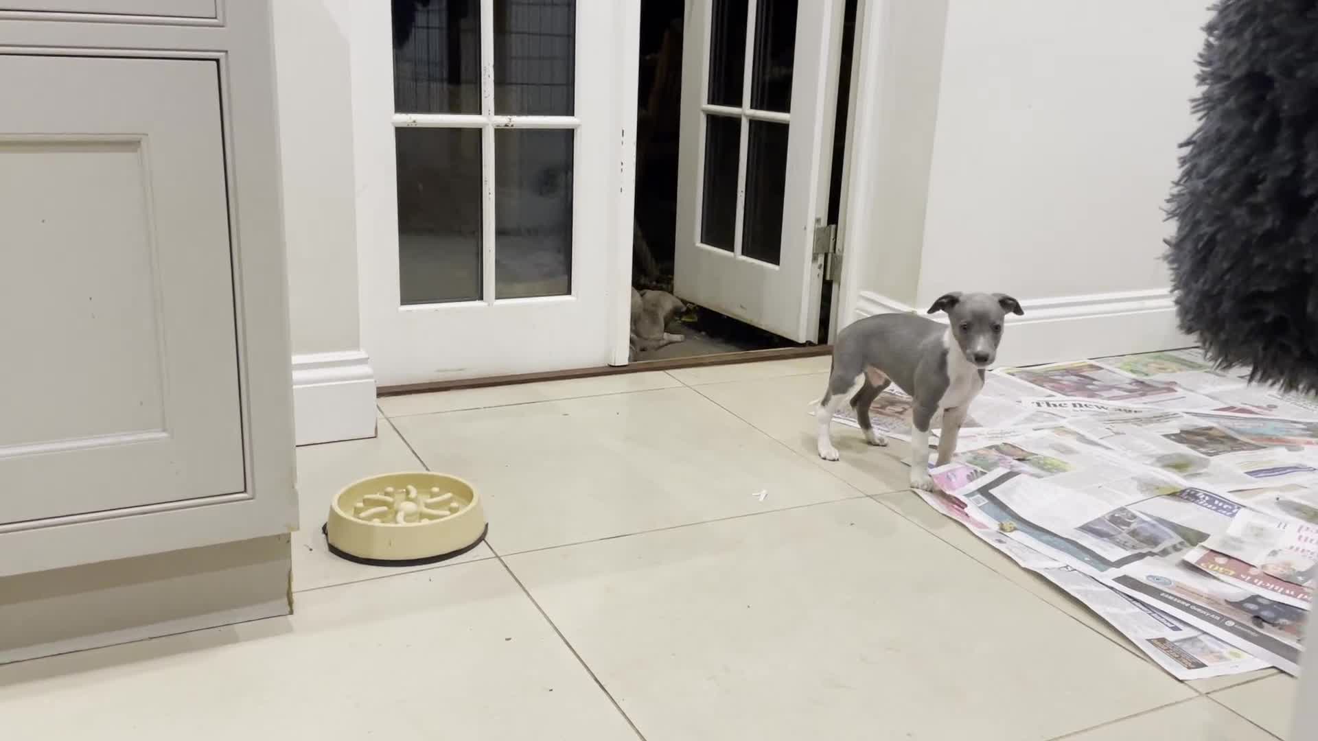 Whippet dogs for sale: Whippet puppies Northamptonshire - Video 1