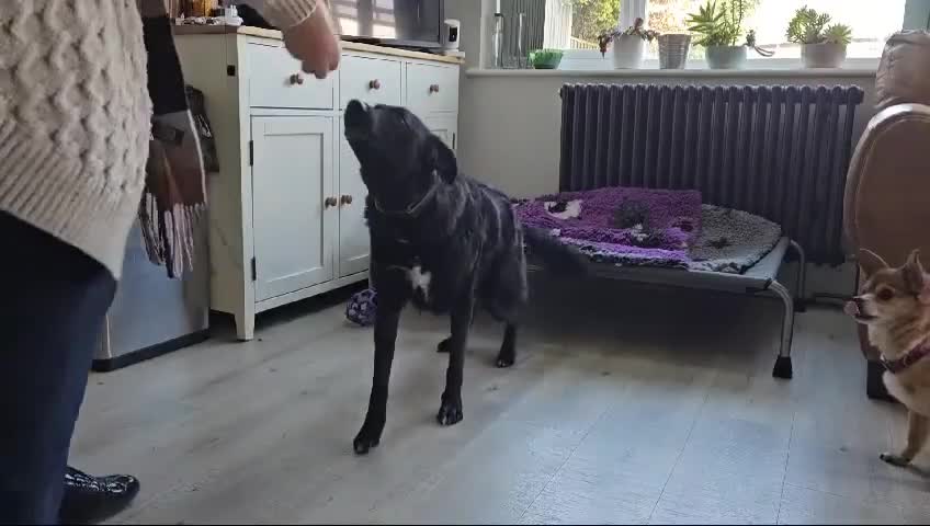 Mixed Breed dogs for adoption: JASMINE – Gorgeous Hungarian Mudi - Video 1