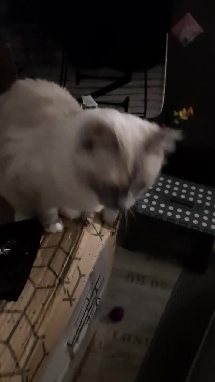 Ragdoll cats for sale: Tortie Ragdoll female  - Video 1