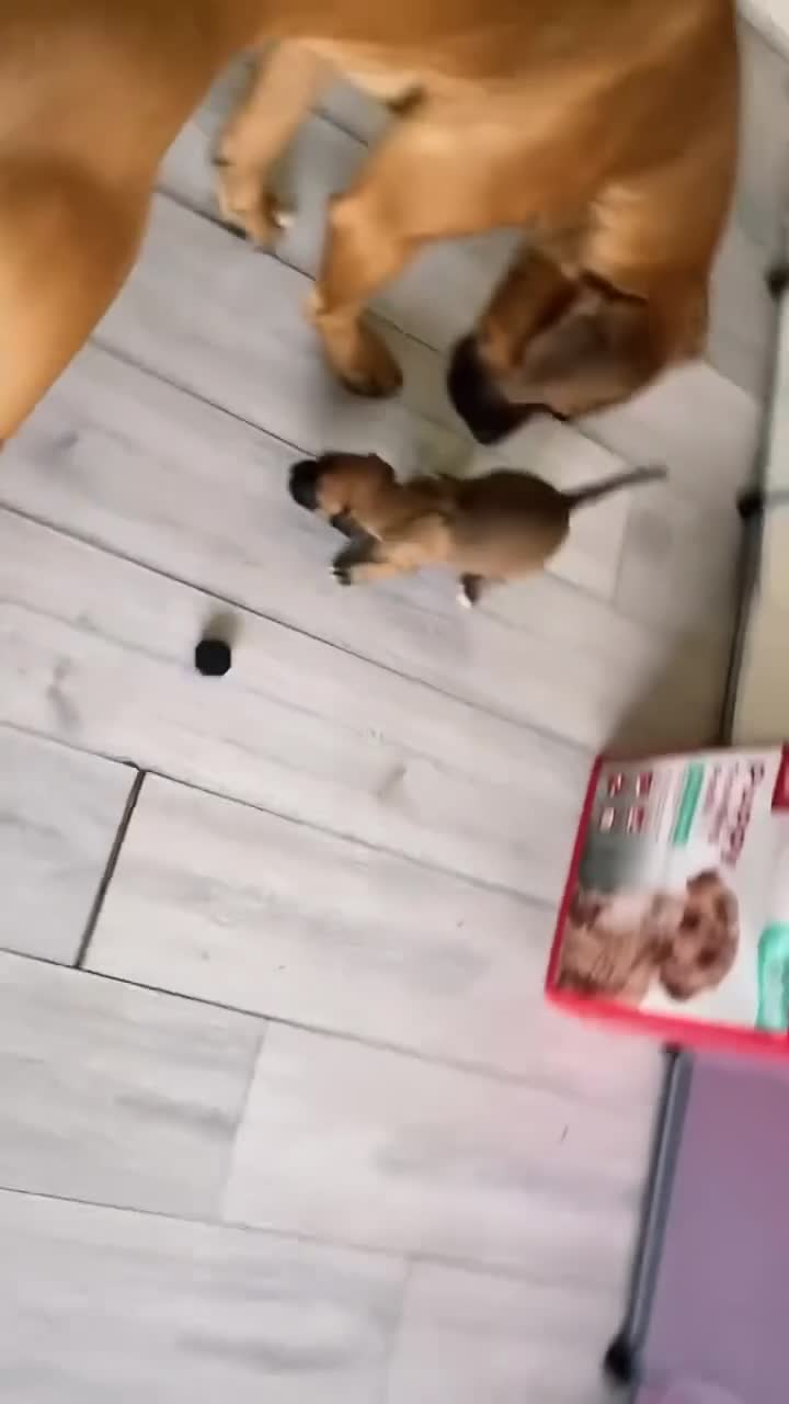 Mixed Breed dogs for sale: 5 months old Rhodesian ridgeback puppies  - Video 1