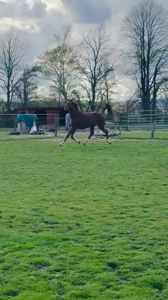 British Warmblood horses for sale: Romeo Quality Rising 3-Year-Old Gelding  - Video 2