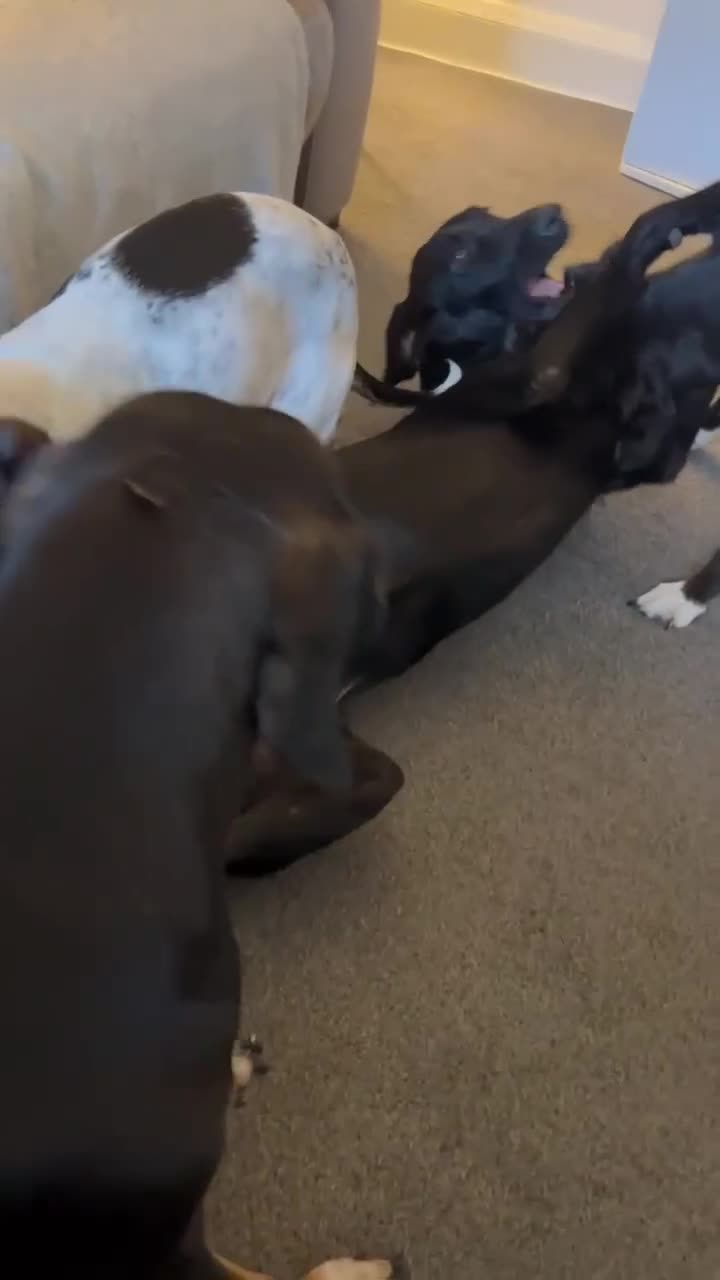 Mixed Breed dogs for adoption: NERO ❤️ lovable Goof ball  - Video 4