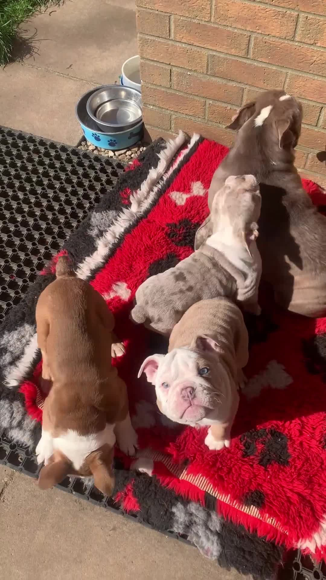 English Bulldog dogs for sale: Happy healthy English bulldog babies  in Spalding - Video 2