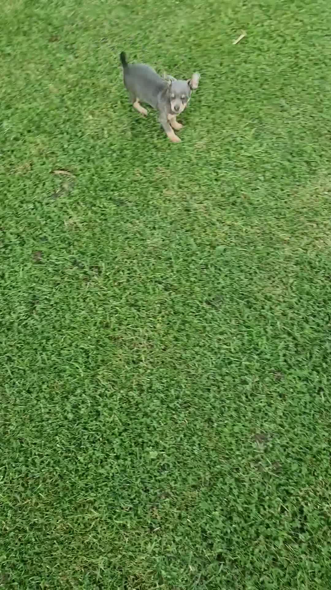 Mixed Breed dogs for sale: Delightful Pinchi boy - Video 1