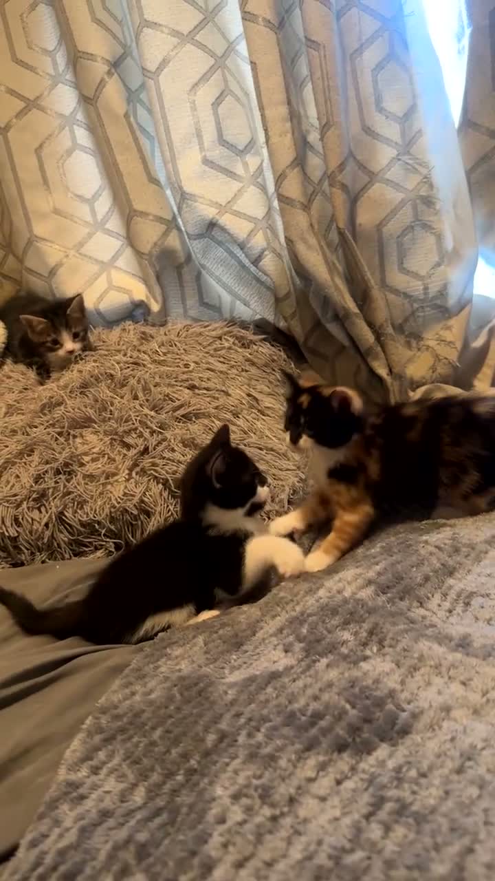 Mixed Breed cats for sale: 3 mix breed kittens  - Video 4