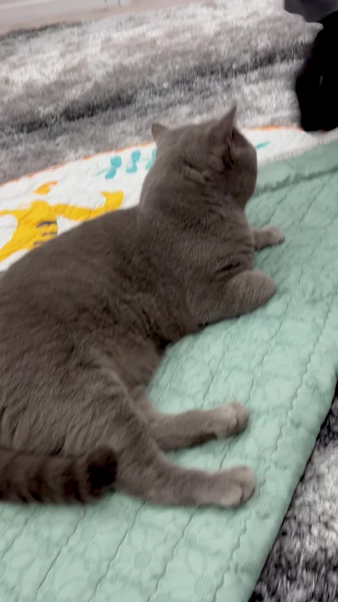 British Shorthair cats for sale: GCCF Active British Shorthair - Video 1