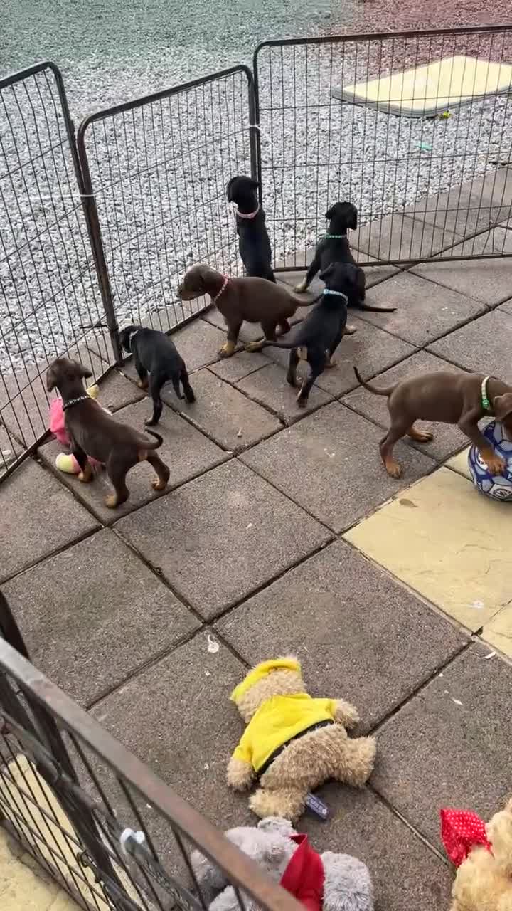 Dobermann dogs for sale: Doberman puppies for sale only 2boys left  - Video 1
