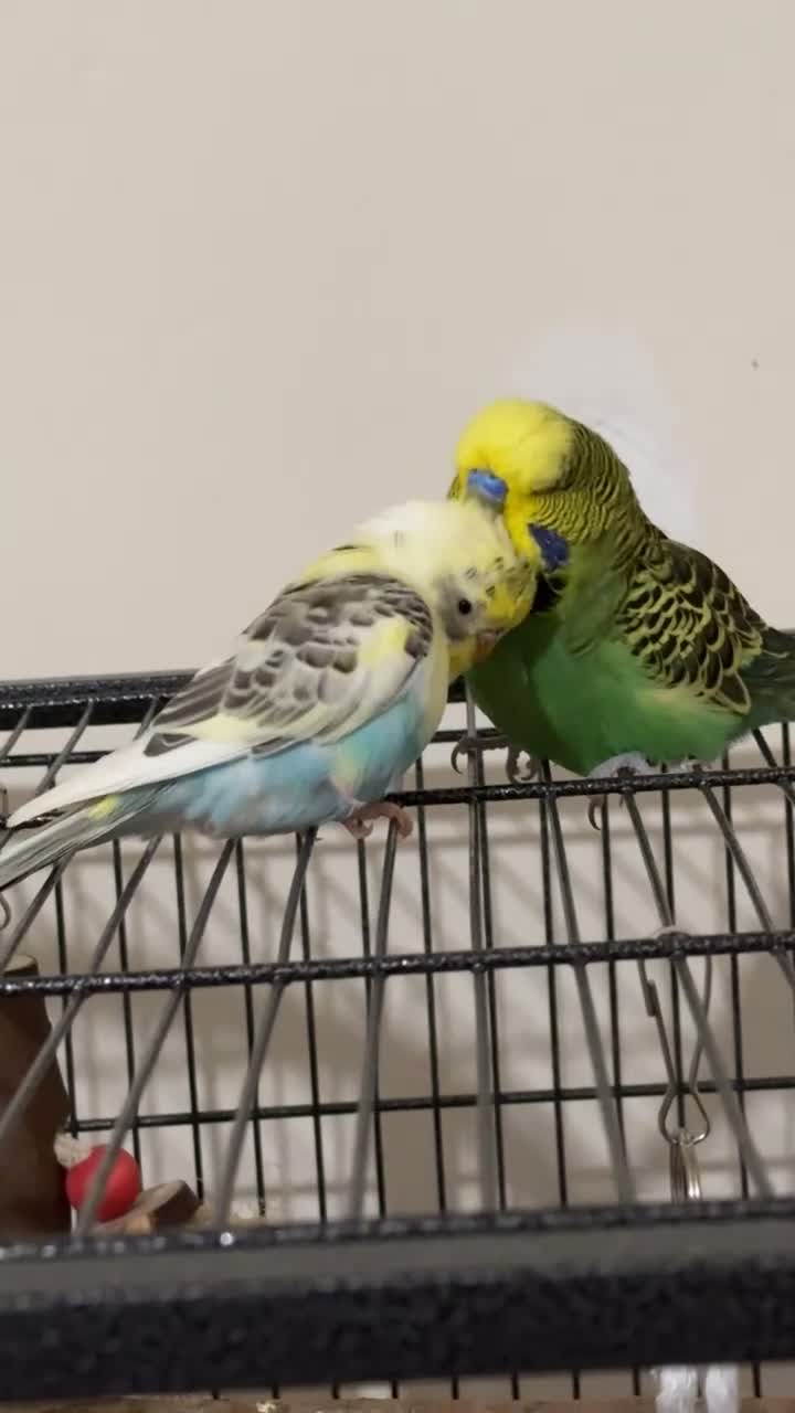 Budgerigars birds for sale: 2 bonded budgies, flight cage and toys  in Salisbury - Video 3