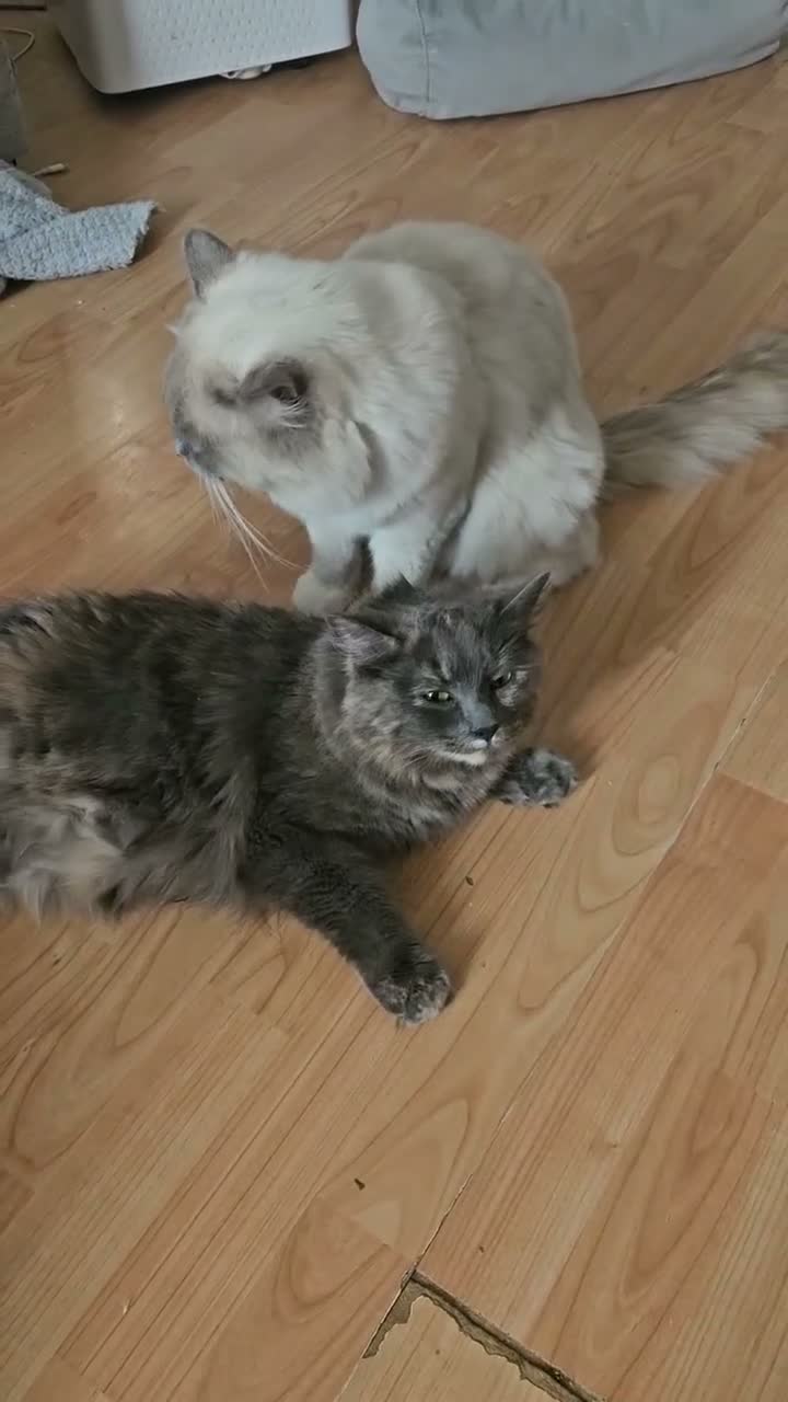 Ragdoll cats for sale: Mixed BSH and Ragdoll fluffy kittens  - Video 2
