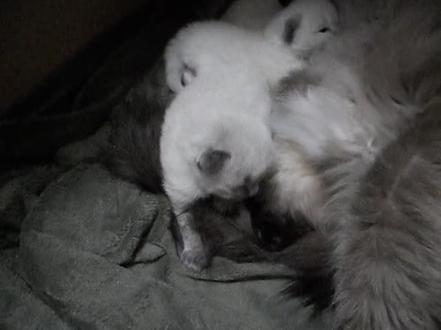 Ragdoll cats for sale: 🎅🎁🎄 RAGDOLL KITTENS 100% PUREBRED STOKE 🎄🎁🎅 - Video 2