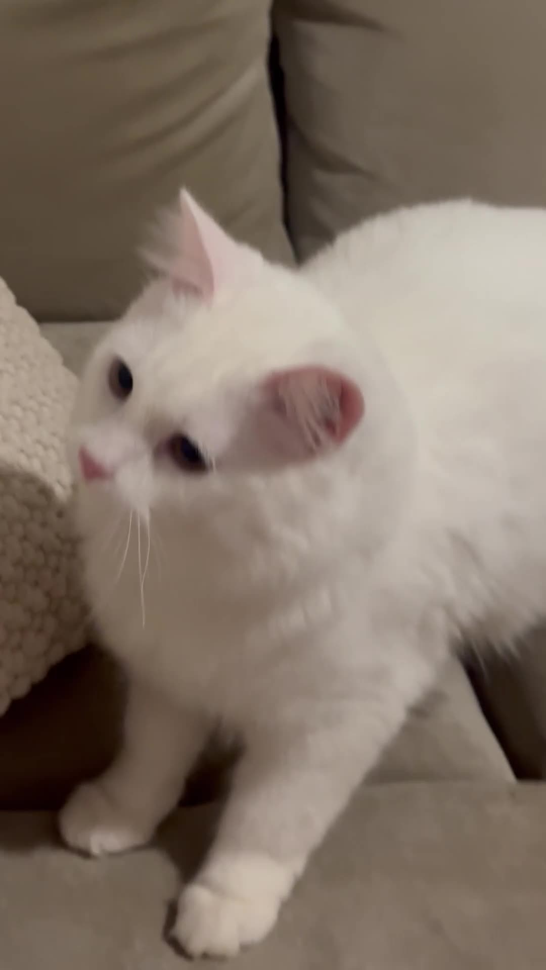 Domestic Shorthair cats for sale: White Shorthair Domestic Cat - Video 1