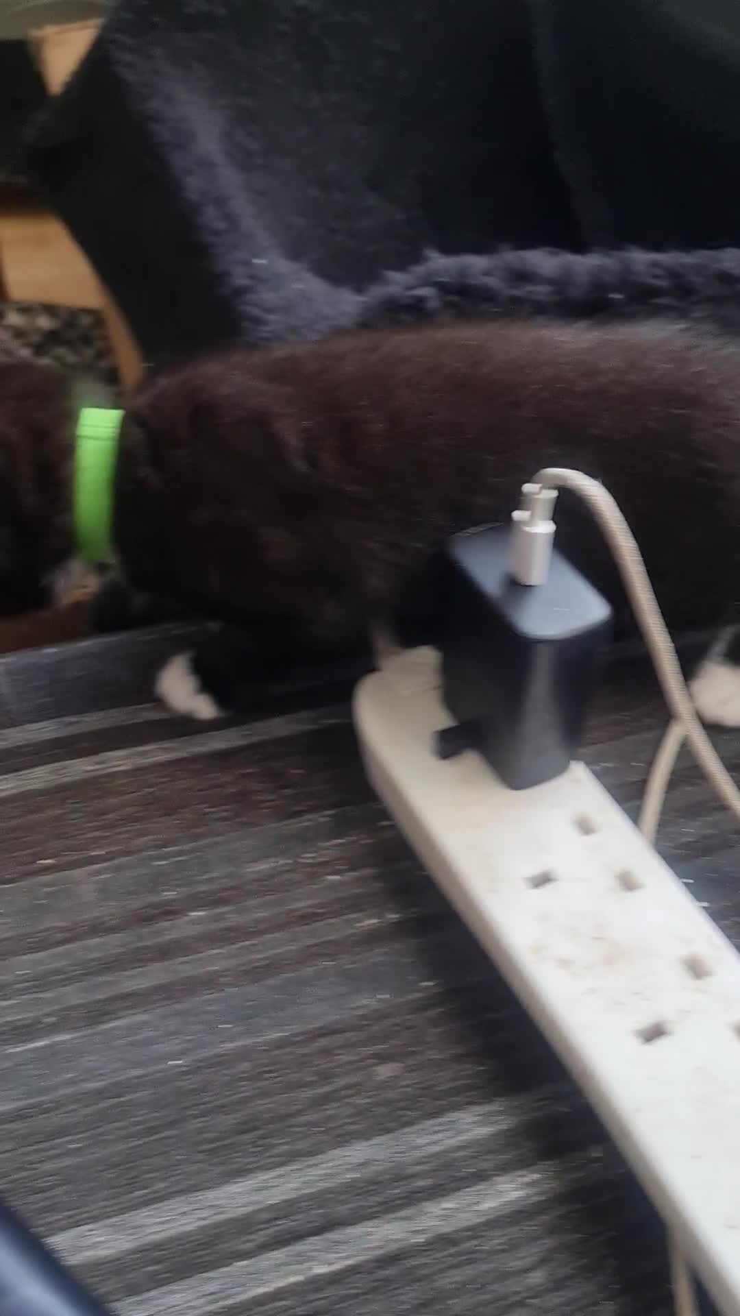 Mixed Breed cats for sale: 4 male kitten tuxedo  - Video 1